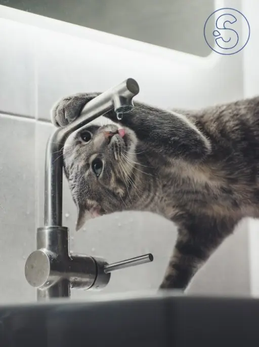 Adoucisseur d'eau mauvais goût